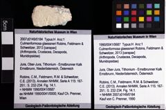 Foto (Objket + Etiketten) von Culmenformosa glaessneri (Robins, Feldmann & Schweitzer, 2013) 